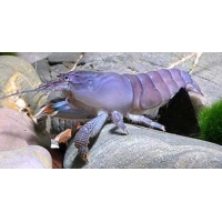 Atyopsis Gabonensis Atyopsis Gabonensis